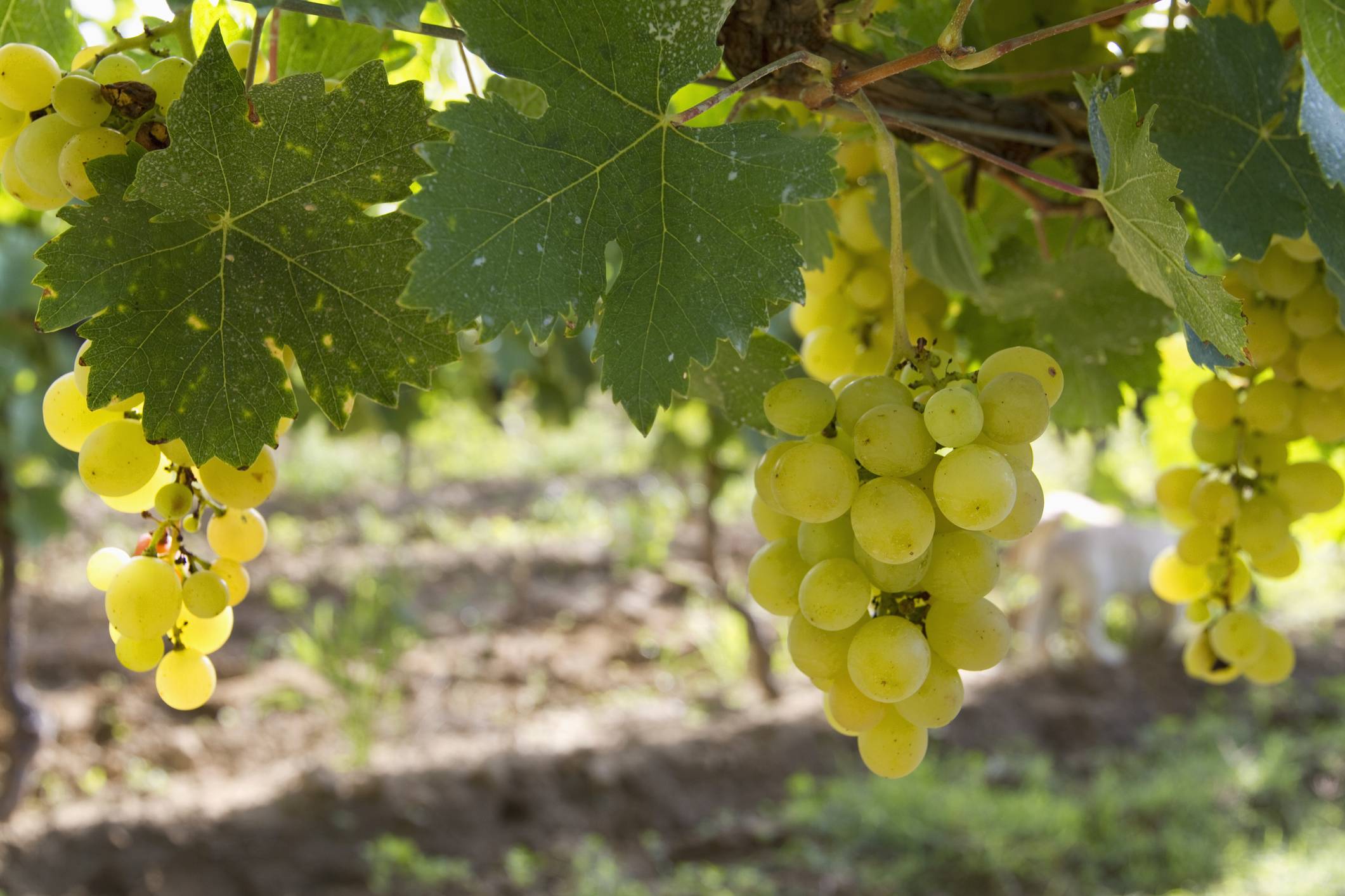 Подробное описание винограда сорта "плевен"