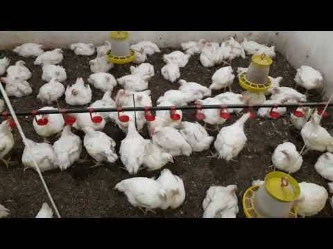Выращивание цыплят бройлеров на даче