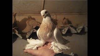 Туркменские голуби агараны описание фото и видеообзоры - мини ферма во дворе