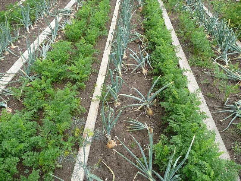 Методы проращивания “капризных” семян перед посадкой моркови