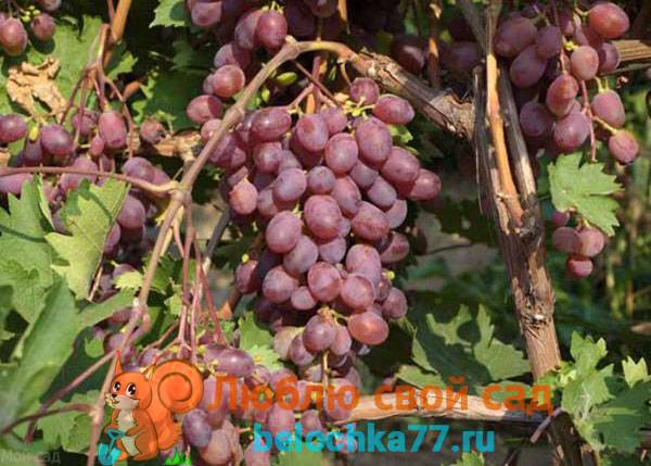 Топ лучших сортов винограда для средней полосы россии