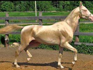 Изабелловая масть лошади: породы, история, разведение