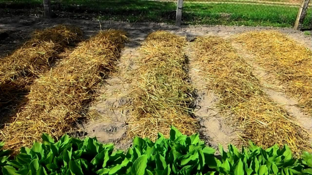 Описание картофеля сорта «Киви» — как поднять урожайность