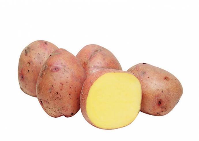 Картофель краса: описание сорта, фото урожая, отзывы о преимуществах и недостатках картошки