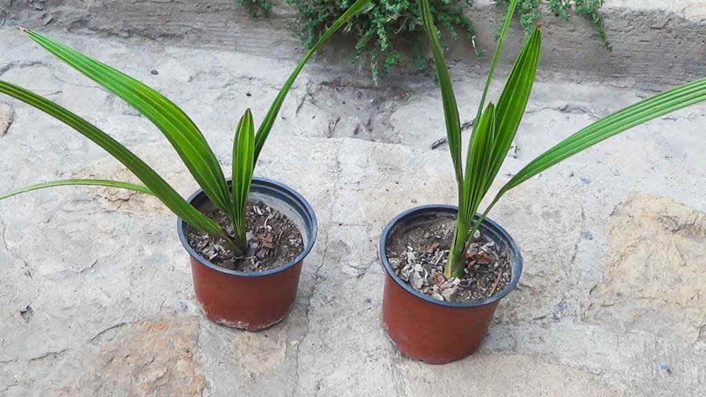 Финиковая пальма в домашних условиях - выращивание из косточки, фото, уход, пересадка