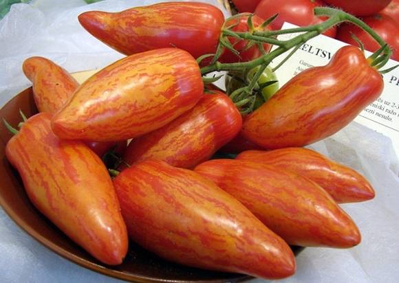 Тонкости успешного выращивания удивительных помидоров сорта «перцевидный гигант»