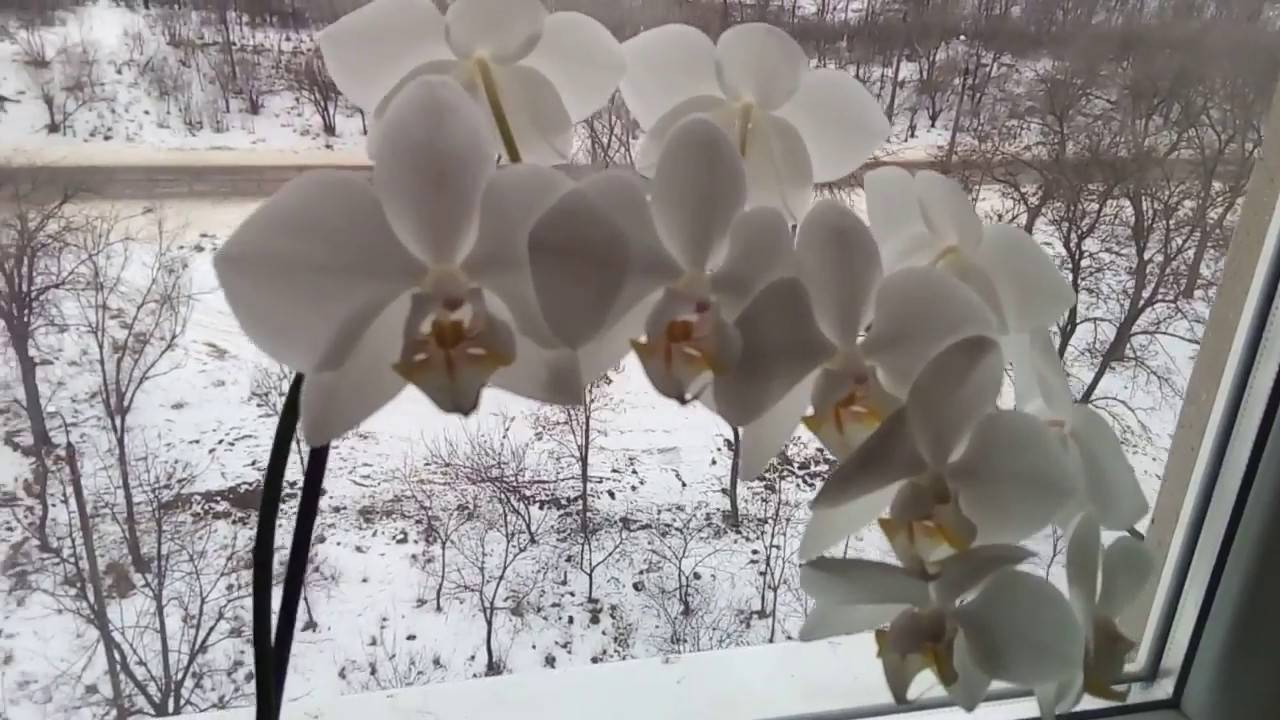 Орхидеи белые: описание, выращивание, уход