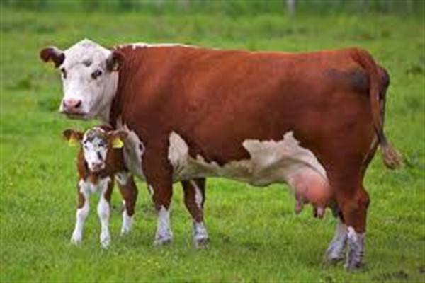 Сколько весит корова: от чего зависит вес, средний вес, таблицы измерения