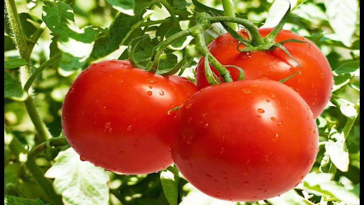 Куриный помет как удобрение для помидор и огурцов - советы для начинающих по органической подкормке овощей (120 фото и видео)