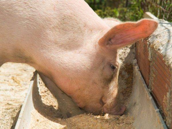 Кормление свиней в домашних условиях: нормы, рацион