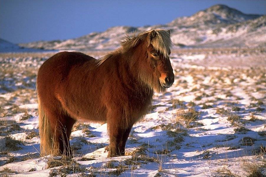 Канадская порода лошадей — описание и фото | мои лошадки