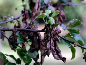 Почему трескаются плоды груши и что с этим делать