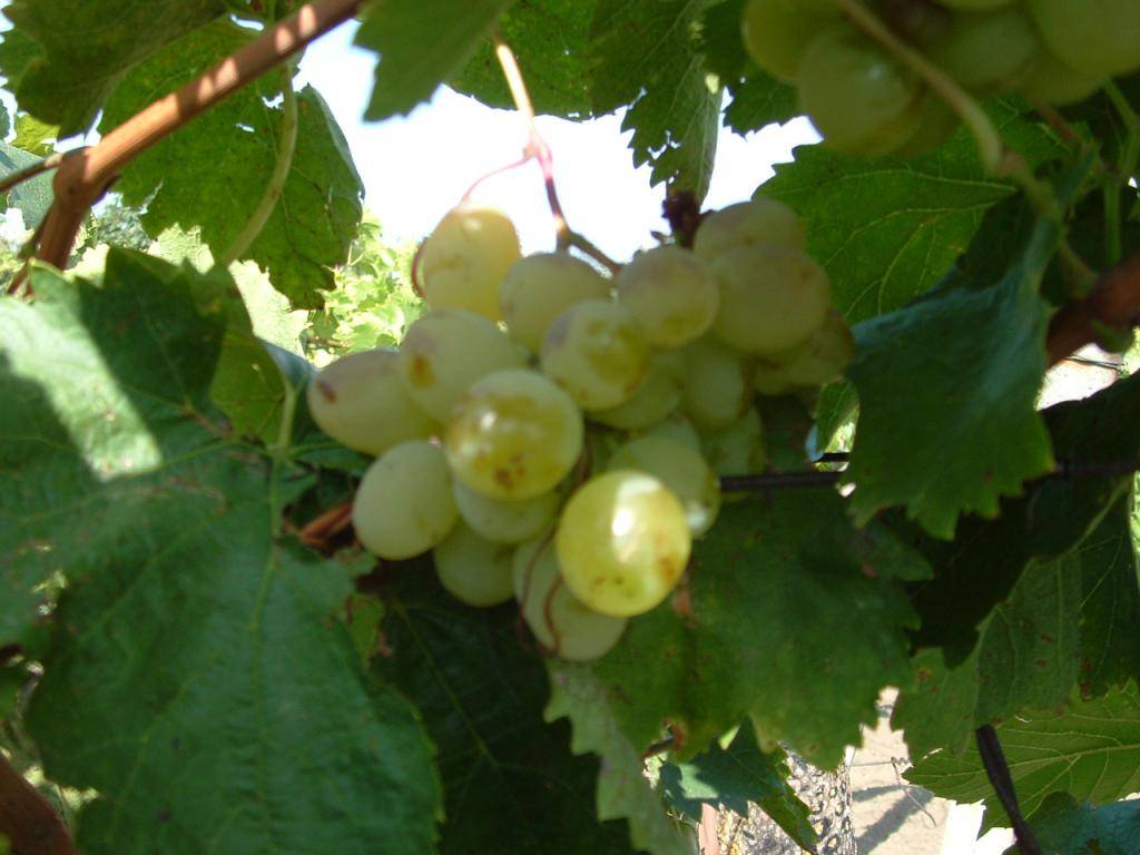 Все про виноград сорта Восторг — описание и отзывы