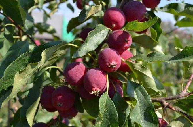 Крепкий подвой для яблони - советы по выращиванию
