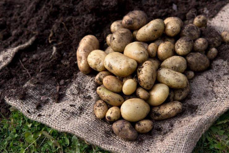 Сроки уборки картофеля. какие признаки говорят, что пора убирать картофель