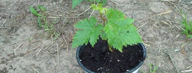 Выращивание винограда из черенков, в том числе проращивание и полив, а также как сохранить чубуки зимой