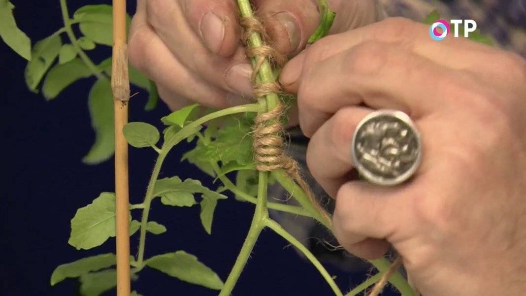 Сращивание помидорной рассады – прививка томатов на 2 корня, как проводить процедуру, видео