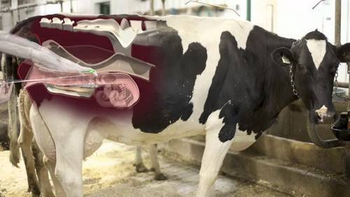 Искусственное осеменение коров: способы, фото и видео
искусственное осеменение коров: способы, фото и видео