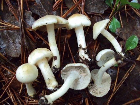 Волоконница патуйяра – самый опасный гриб рода