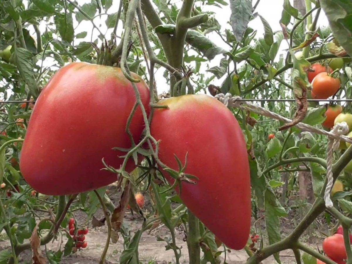 Томат мазарини: характеристика и описание сорта, отзывы об урожайности и фото спелых плодов