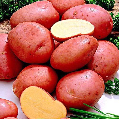 Описание сорта картофели романо: особенности выращивания с фото