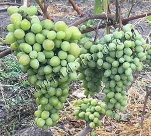 Описание сорта винограда аркадия