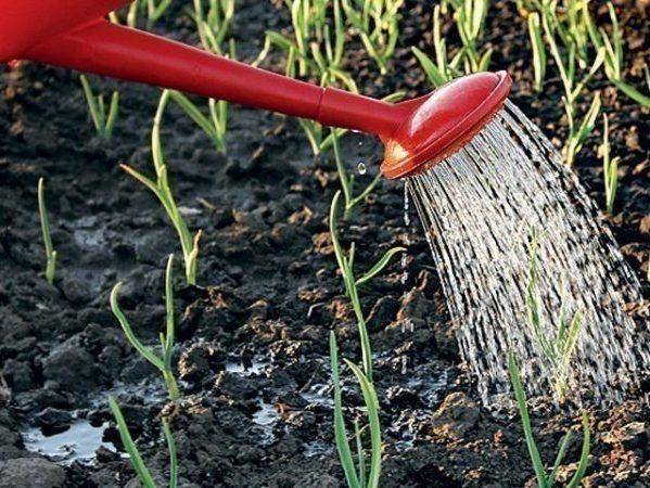 Подкормка чеснока весной для большого урожая: лучшие средства для удобрения