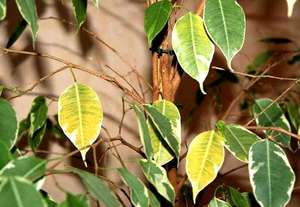 Что делать, если у фикуса бенджамина желтеют и опадают листья? 30 фото почему растение сбрасывает листья? особенности ухода в домашних условиях