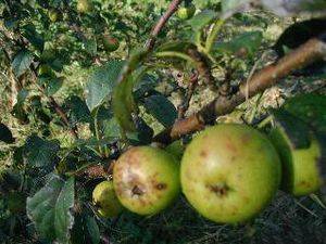 Особенности сорта яблони лесная