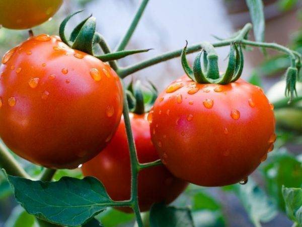 Лучшие сорта томатов 2018 года: отзывы — selok.info