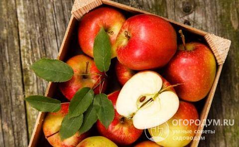Как ухаживать за яблоней мантет, чтобы получить высокий урожай?