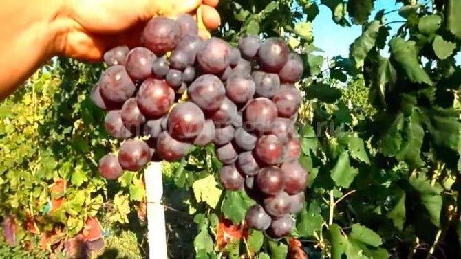 Виноград сорта «рошфор», описание с фото и видео