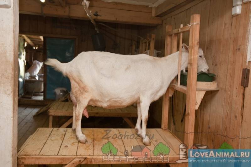 Сарай для коз своими руками: как сделать, требевания — selok.info