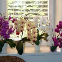 Полив орхидеи зимой во время цветения и как часто это нужно делать