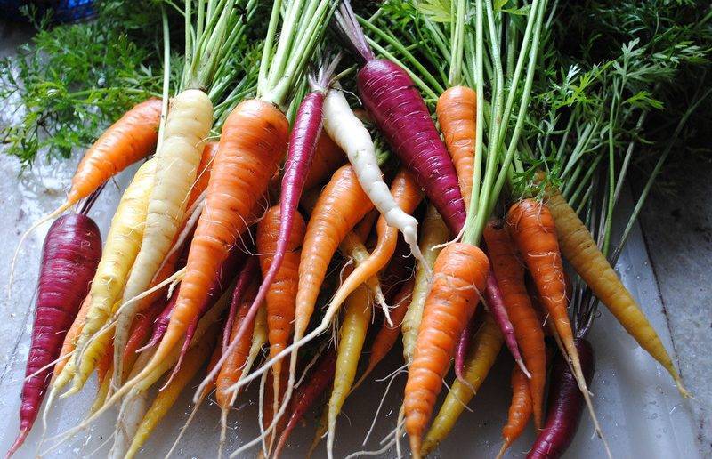30 самых лучших урожайных сортов моркови