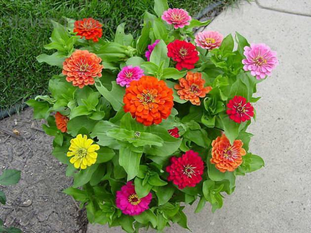 Цветок циния — фото, виды, выращивание, посадка и уход
