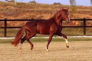Аллюр — основные виды бега лошади