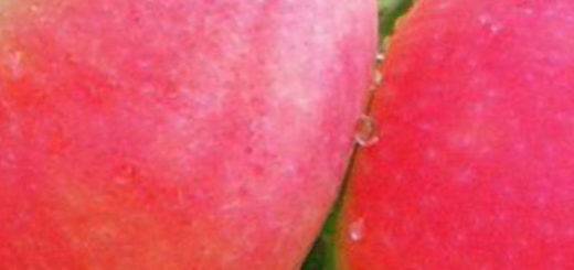 Яблоня розовый жемчуг - отзывы о сорте, описание, фото