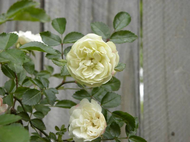 Розово Зеленые Розы Фото