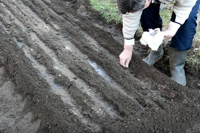 Когда и как сажать морковь весной 2019 года семенами в открытый грунт: коррективы огородных работ в зависимости от регионов и климата | спутниковые технологии