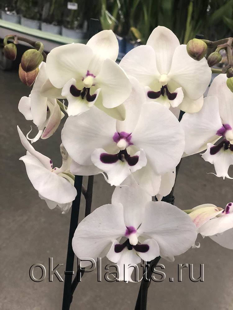 Прекрасные желтые орхидеи фаленопсис: названия сортов и фото