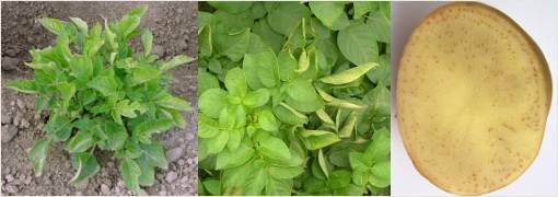 От чего скручиваются листья на картофеле? описание и лечение