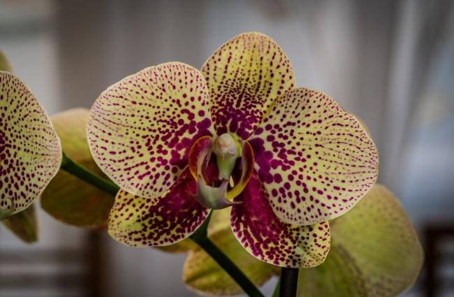 Узнаем больше про полив орхидеи зимой во время цветения