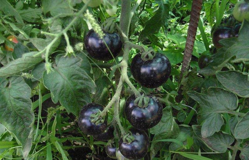 Чёрные сорта помидоров: описания с фото, в том числе чёрный принц