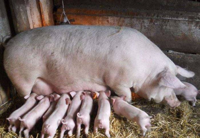 Как определить, что свинья загуляла: методы случки животных и признаки охоты, свиной обгул