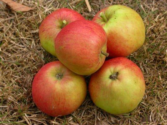 Яблоня сорта уэлси: описание, отзывы, фото