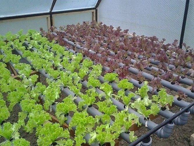 Выращивание салата на подоконнике: особенности процесса