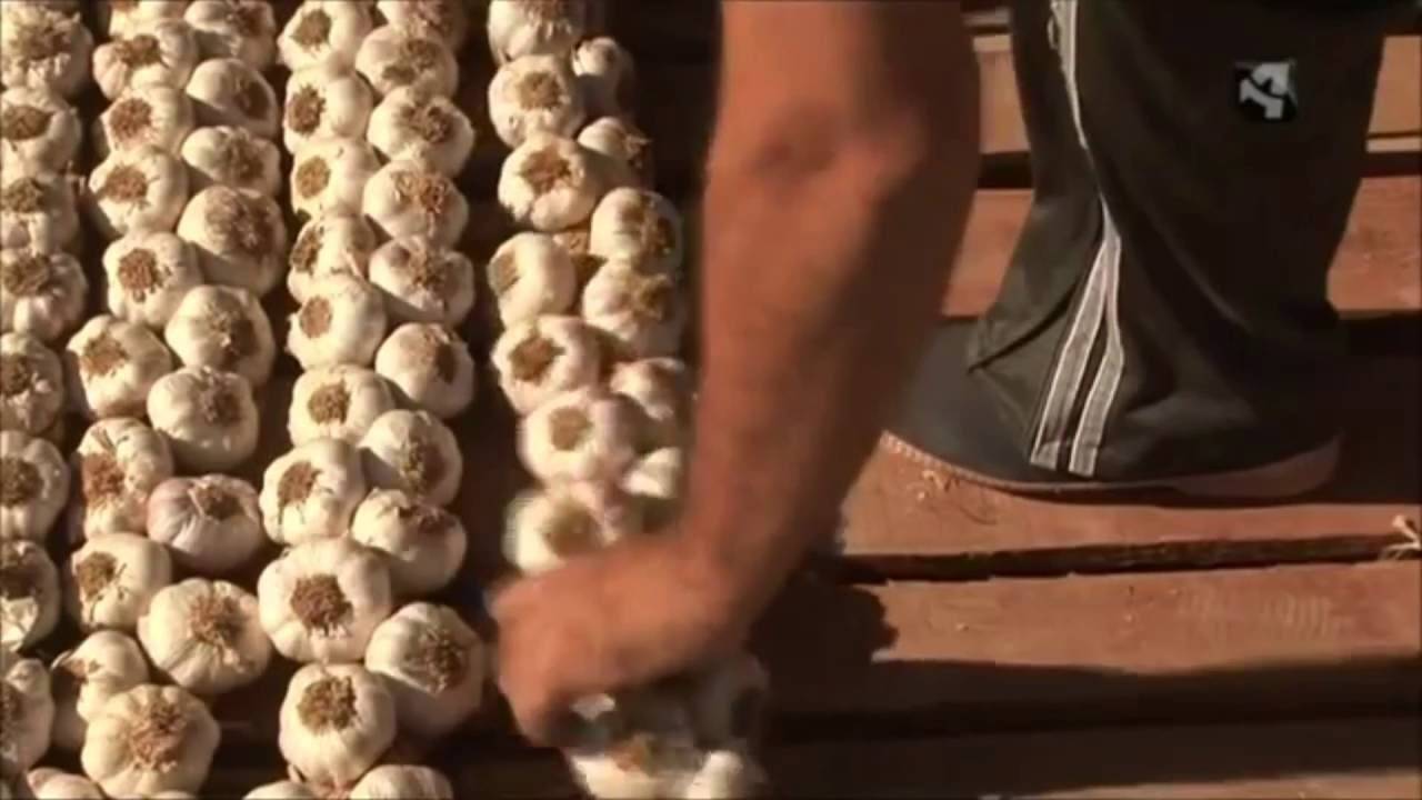 Способы плетения кос из чеснока - мыдачники