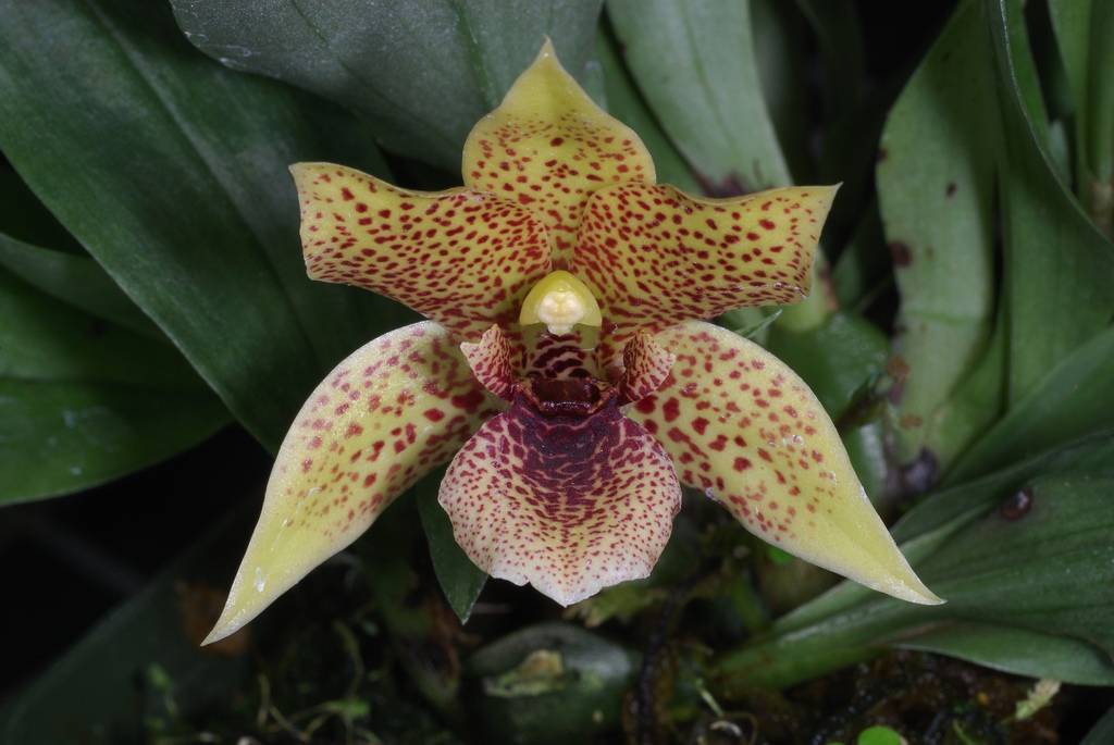 Орхидея мильтония: уход в домашних условиях, виды, пересадка