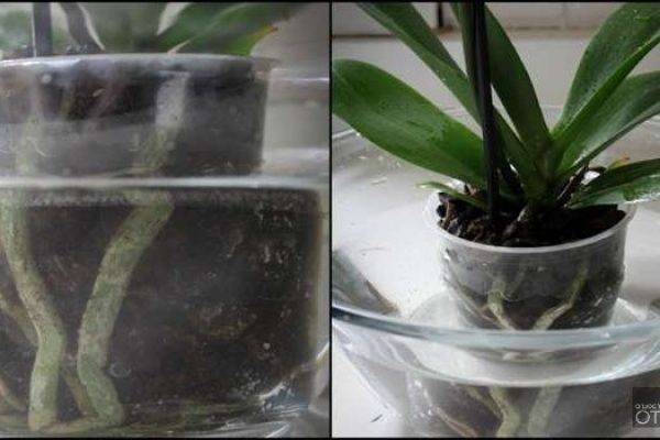 Как часто поливать в домашних условиях орхидею фаленопсис, сколько раз в неделю это нужно делать, какой водой пользоваться, как орошать растение? selo.guru — интернет портал о сельском хозяйстве